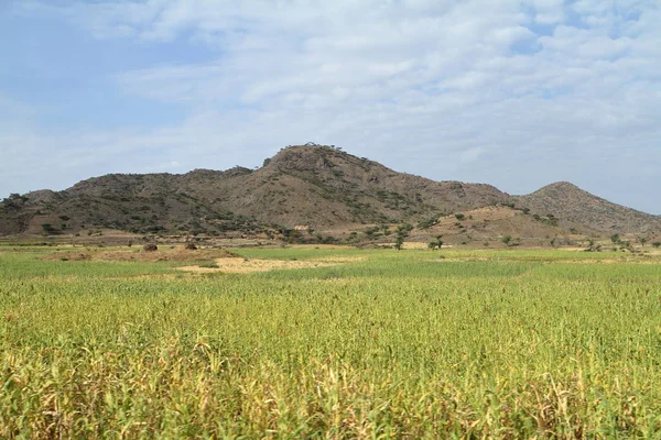 Colheita de grãos e campos na Etiópia — Fotografia de Stock