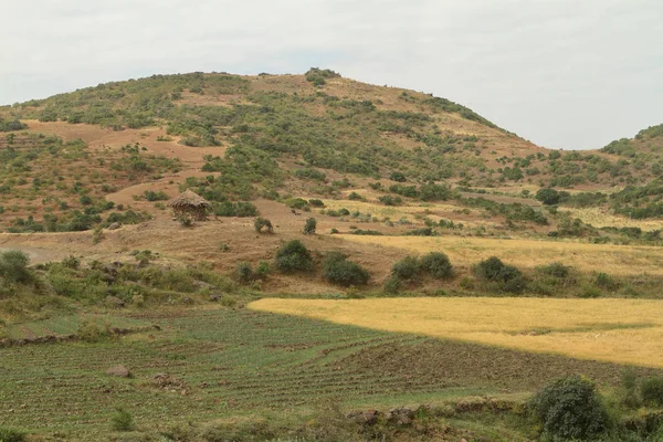 穀物の収穫およびエチオピアのフィールド — ストック写真