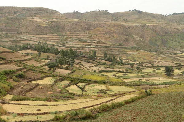 Tahıl hasat ve Etiyopya'da alanları — Stok fotoğraf