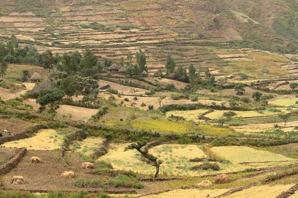 Sklizeň obilí a pole v Etiopii — Stock fotografie