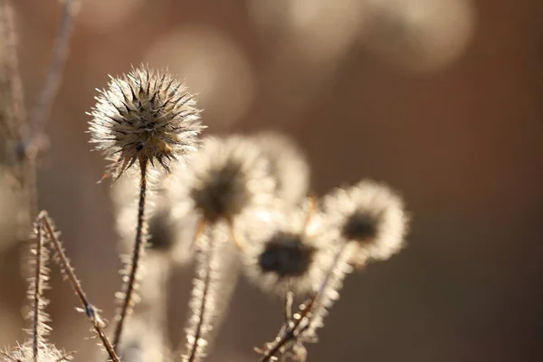 Семена чертополоха с подсветкой осенью — стоковое фото