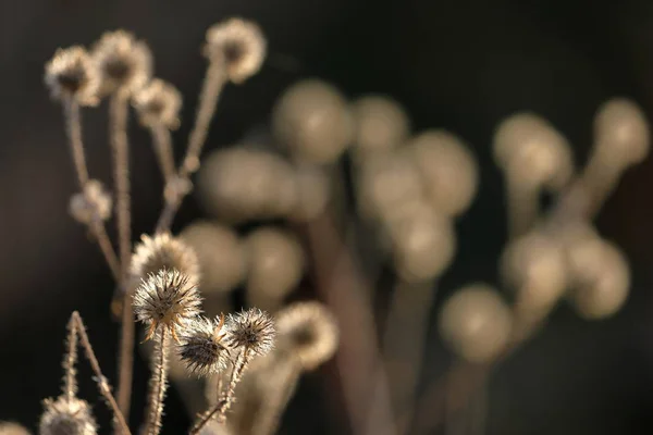 Семена чертополоха с подсветкой осенью — стоковое фото