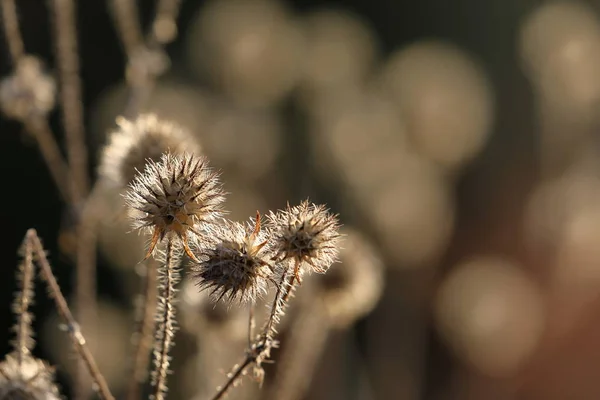 Γαϊδουράγκαθο σπόρων προς σπορά στο οπίσθιο φωτισμό το φθινόπωρο — Φωτογραφία Αρχείου