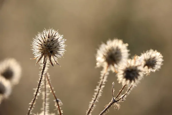 Thistle seed in the backlit at autumn — Stock Photo, Image