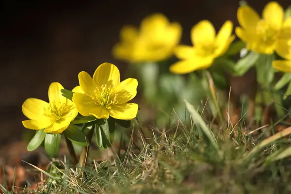 Floración flores de invierno en la primavera a finales de febrero — Foto de Stock