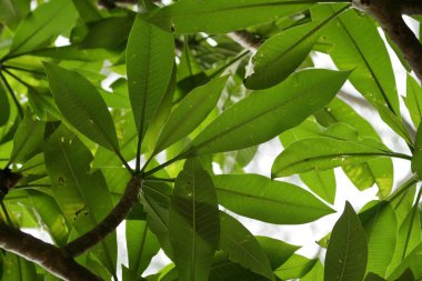 Ormanda yaprak çatı