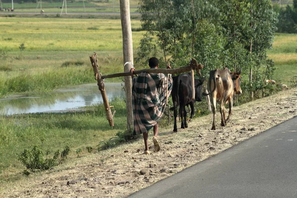 Ubogich rolników w Etiopii — Zdjęcie stockowe
