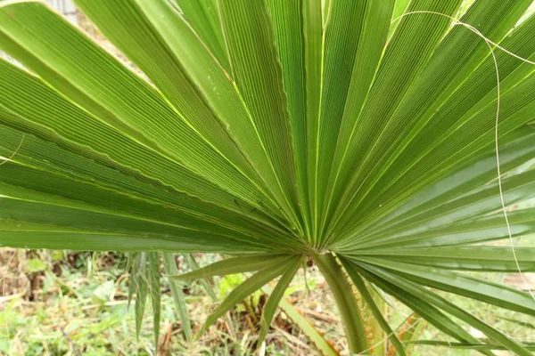 Лист пальмы — стоковое фото