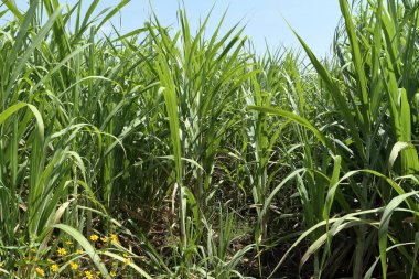 Şeker kamışı alan Etiyopya