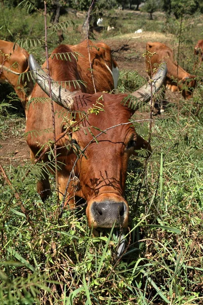 Коровы и скот из Эфиопии — стоковое фото