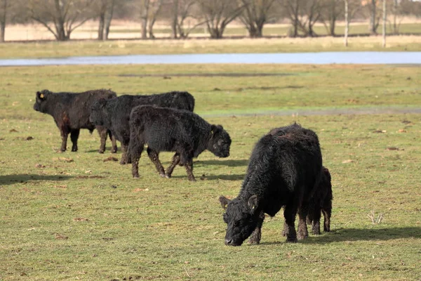 Galloway sığır mera üzerinde — Stok fotoğraf