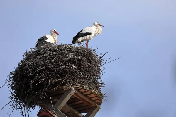 Cigogne blanche dans le nid — Photo
