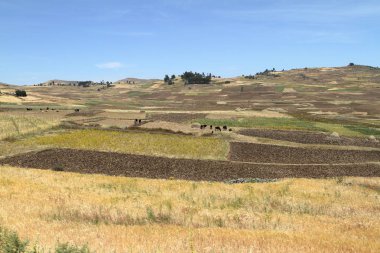 Etiyopya'da tarım ve kırpma alanları