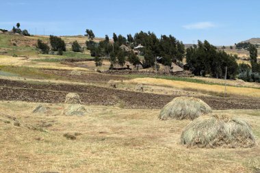 Etiyopya'da tarım ve kırpma alanları
