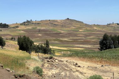 Etiyopya'da tarım ve kırpma alanları