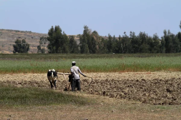 エチオピアの農業 — ストック写真