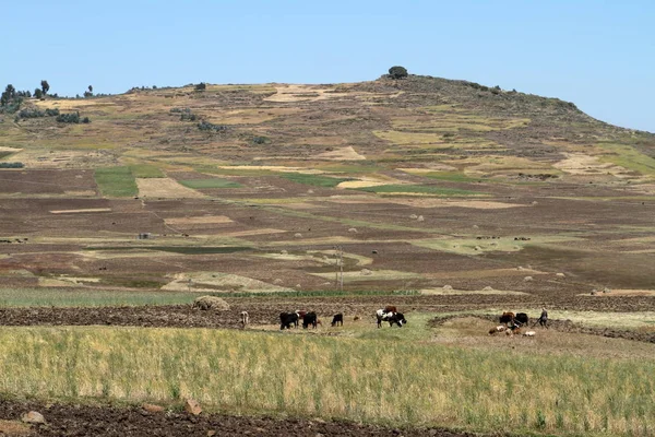 Etiyopya'da tarım ve kırpma alanları