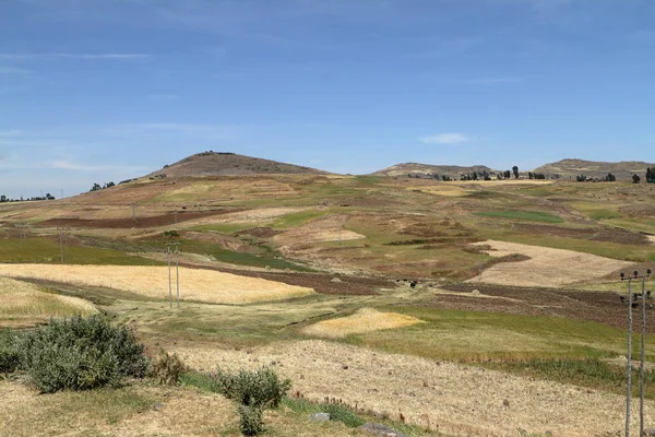 Agriculture and crop fields in Ethiopia — Stock Photo, Image