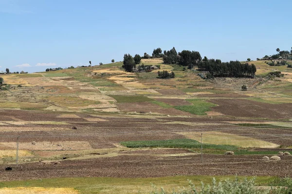 Landwirtschaft und Getreidefelder in Äthiopien — Stockfoto