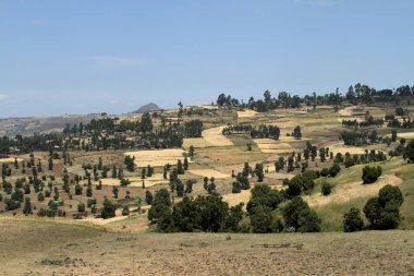 Etiyopya'da tarım ve kırpma alanları