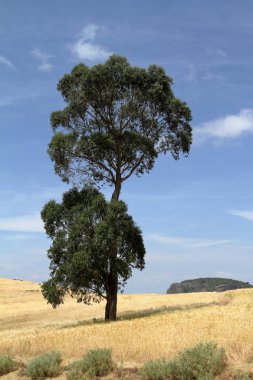 Etiyopya'da tarım ve kırpma alanları