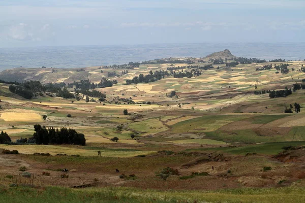 Сельское хозяйство и посевные поля Эфиопии — стоковое фото