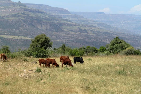 Vacas y ganado en el pasto —  Fotos de Stock