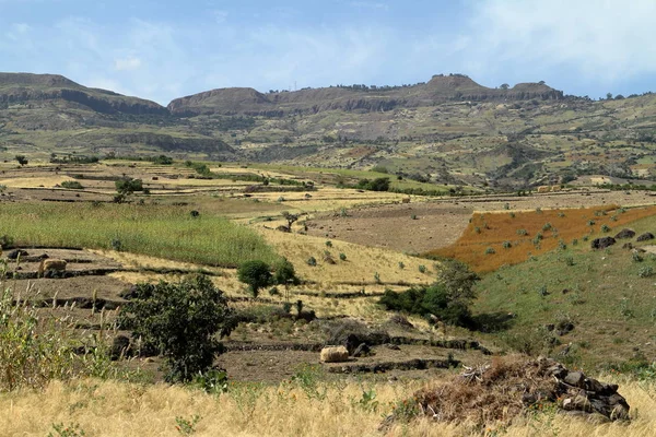 Γεωργία και καλλιέργεια πεδία στην Αιθιοπία — Φωτογραφία Αρχείου