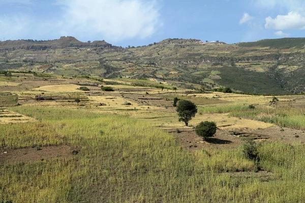在埃塞俄比亚的农业和作物领域 — 图库照片