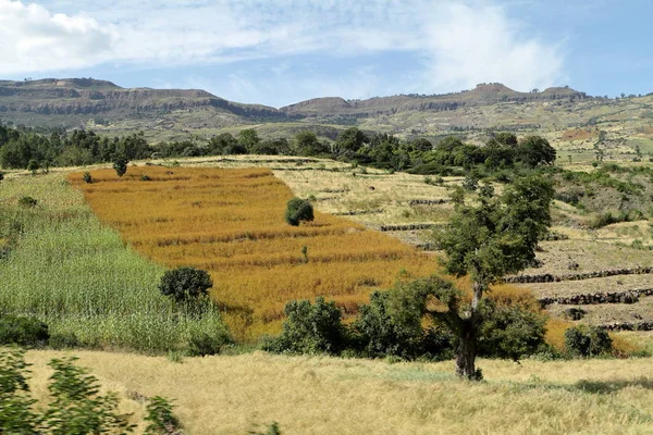 エチオピアの農業と作物のフィールド — ストック写真