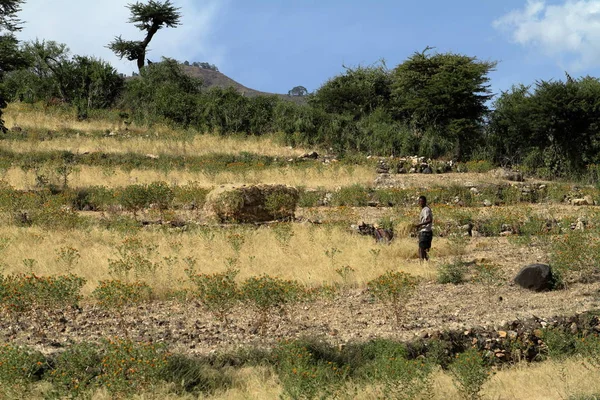 Récolte de céréales en Ethiopie — Photo