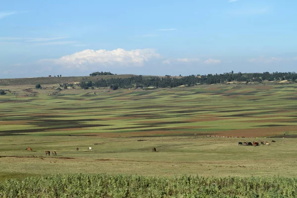 Agricultura y campos de cultivo en Etiopía — Foto de Stock