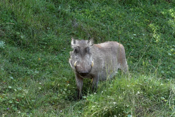 Les phacochères sauvages en Afrique — Photo