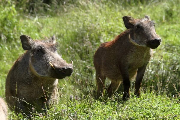 Les phacochères sauvages en Afrique — Photo