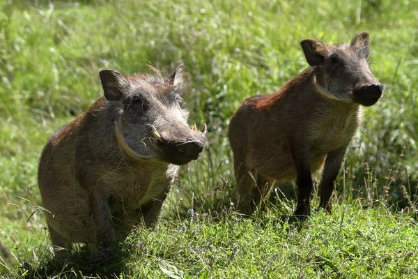 Wild warthogs in Africa — Stock Photo, Image