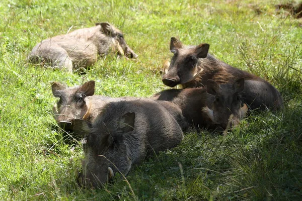 Wild warthogs in Africa — Stock Photo, Image