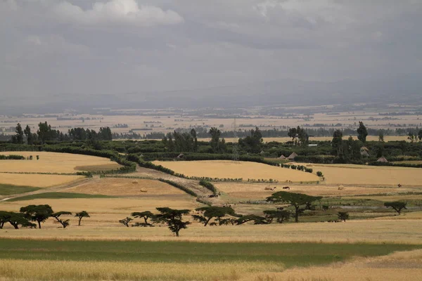 Campos de granos y agricultura en Etiopía — Foto de Stock