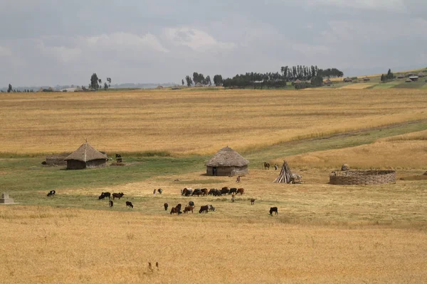 Campos de granos y agricultura en Etiopía —  Fotos de Stock