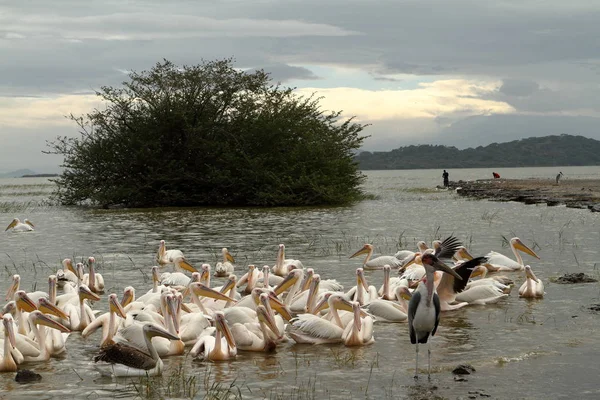Rosa pelikaner på sjön Ziway i Etiopien — Stockfoto