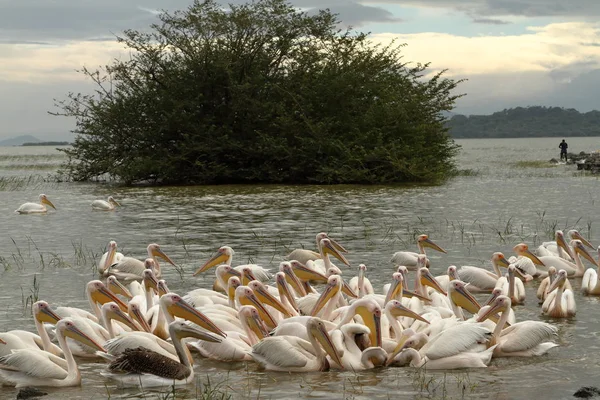 Pink pelicans on Lake Ziway in Ethiopia — Stock Photo, Image