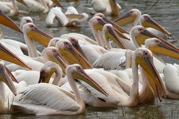 Pink pelicans on Lake Ziway in Ethiopia — Stock Photo, Image