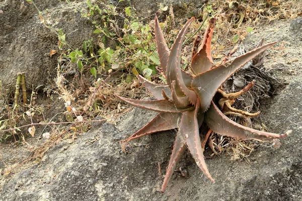 Cactus et plantes succulentes dans les monts Bale en Éthiopie — Photo