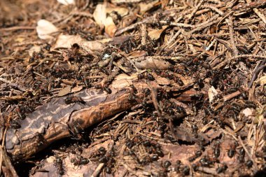 kırmızı ahşap karınca