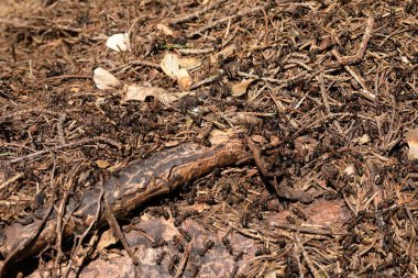 kırmızı ahşap karınca