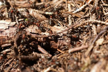 kırmızı ahşap karınca