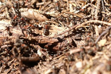 kırmızı ahşap karınca