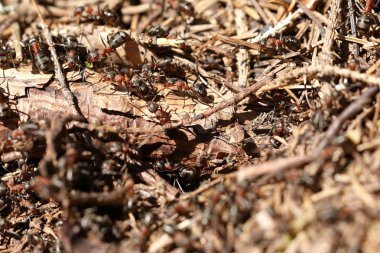 kırmızı ahşap karınca