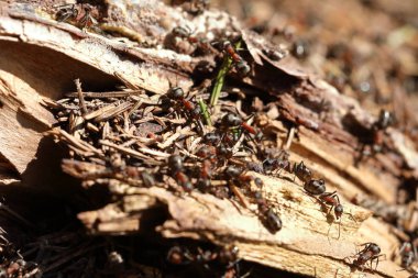 kırmızı ahşap karınca