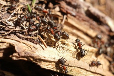 kırmızı ahşap karınca