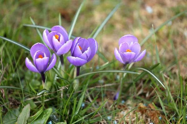 春にクロッカスの花 — ストック写真